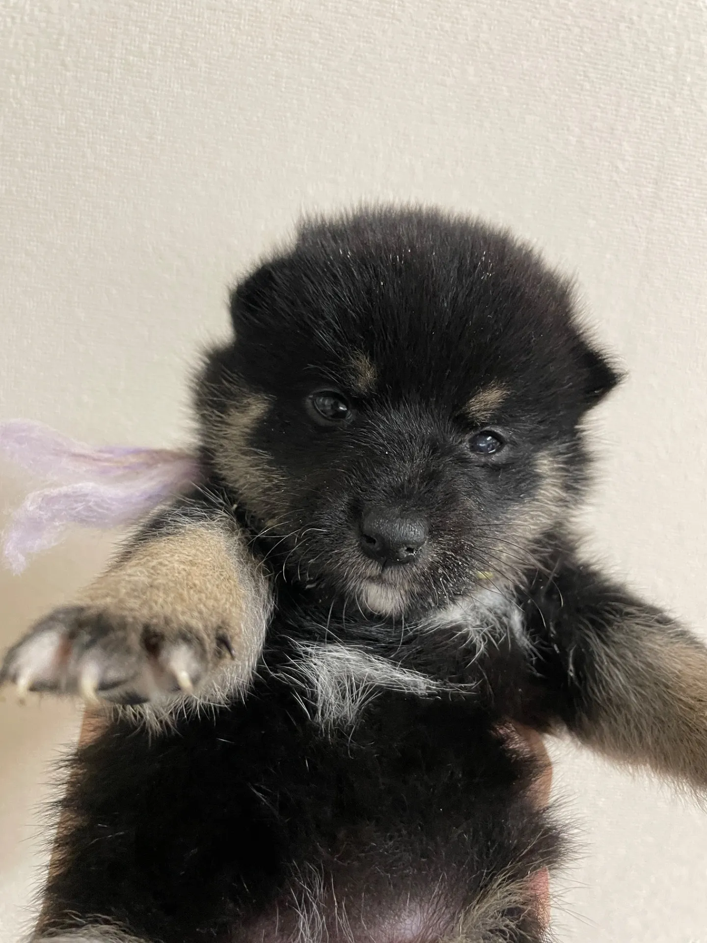 我が家から巣立っていきました。