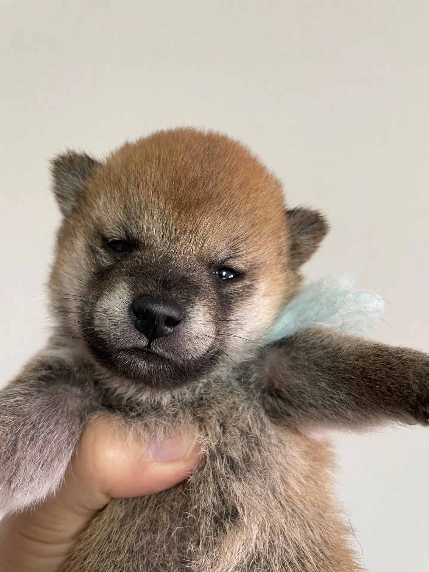 我が家から巣立っていきました。