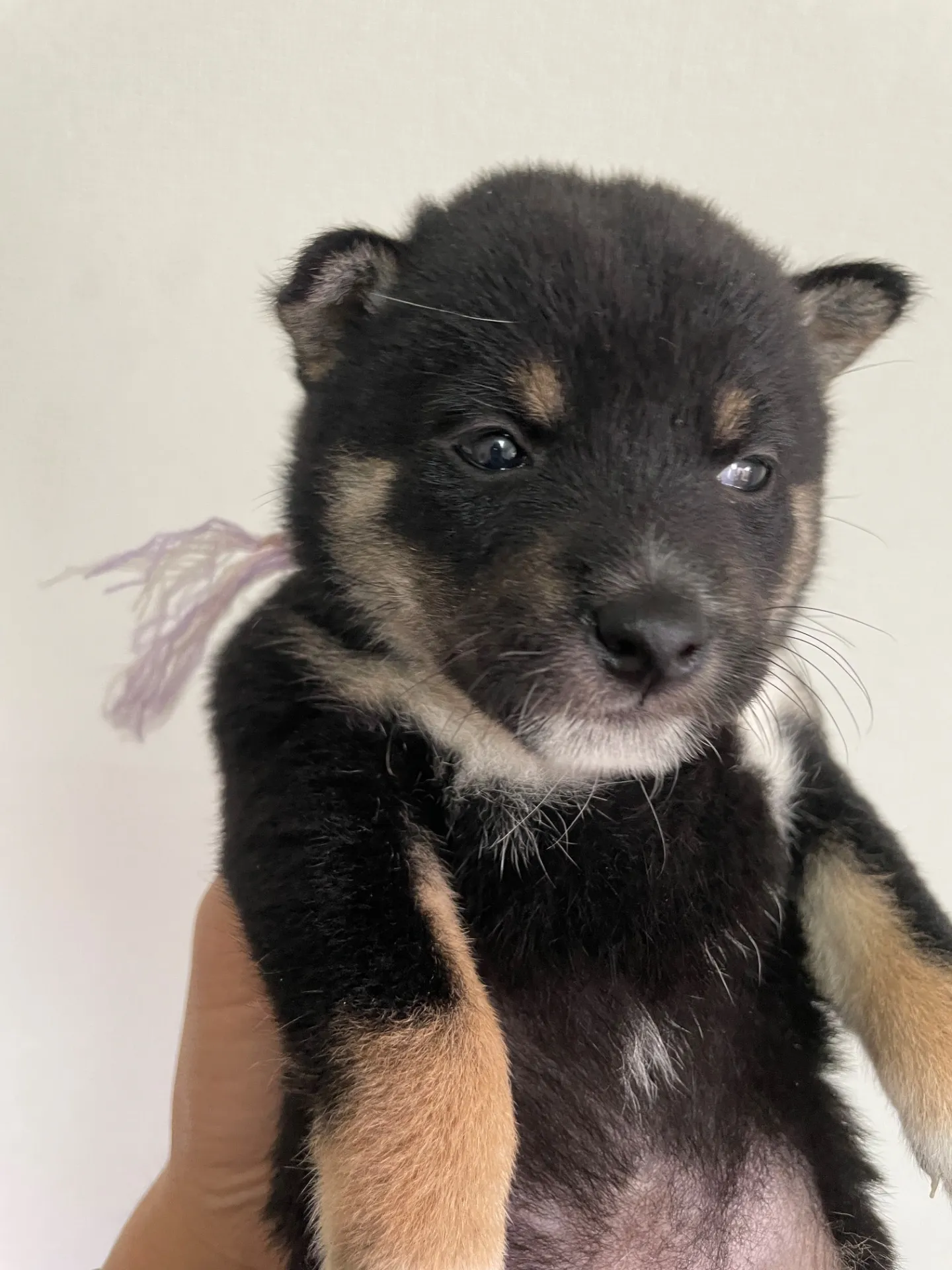 我が家から巣立っていきました。