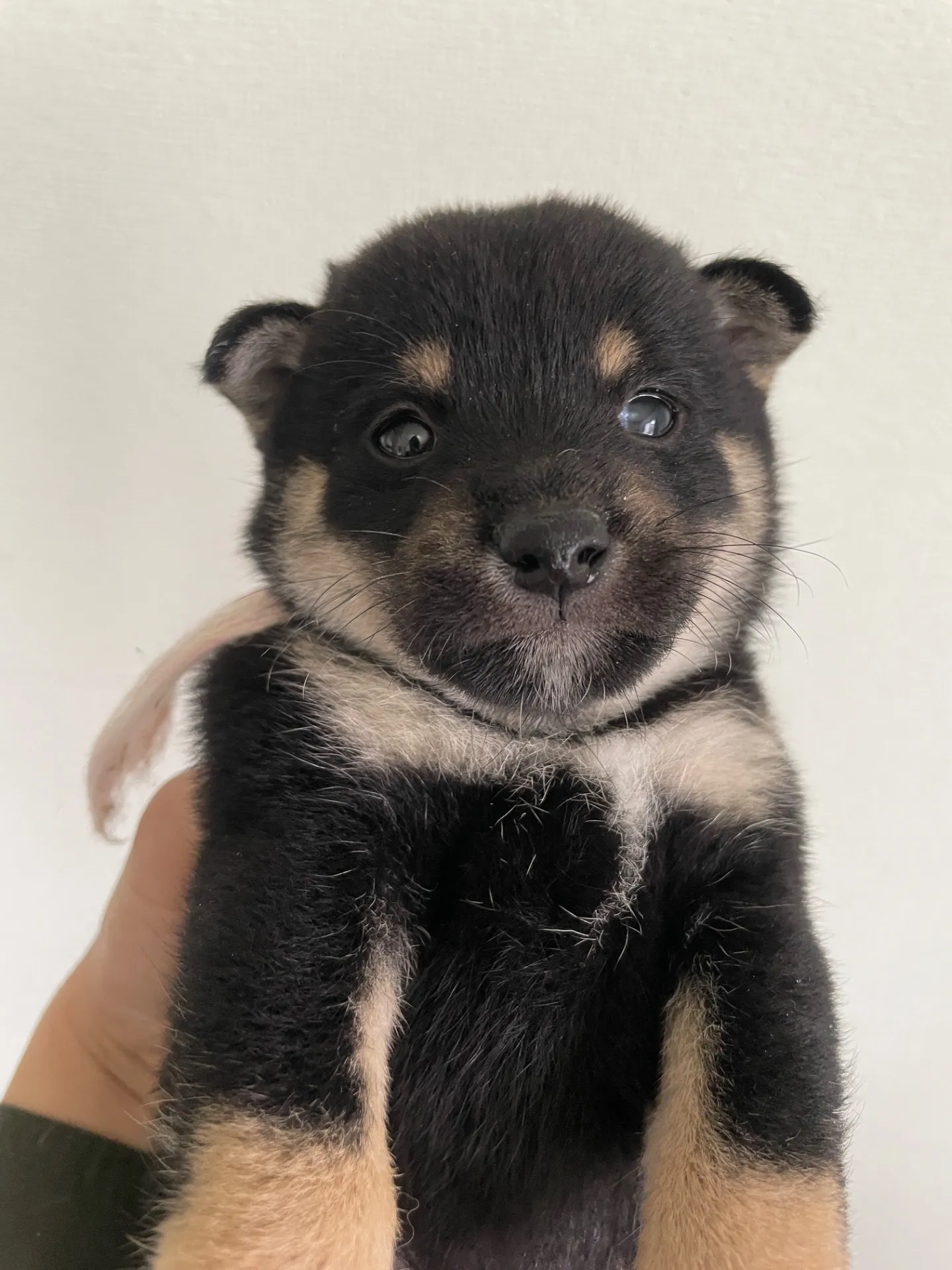 我が家から巣立っていきました。